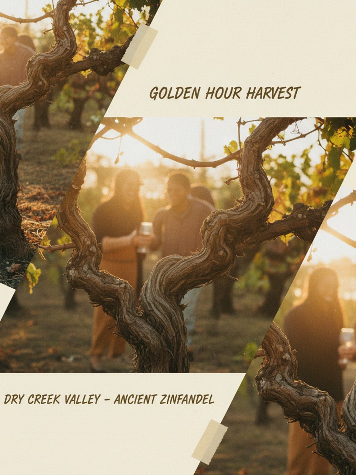 Century-old Zinfandel vines in Dry Creek Valley